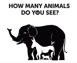 ¿Cuántos animales logras descubrir? Casi nadie llega al número correcto.