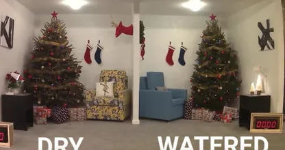 This is why it's vital to always water your Christmas tree