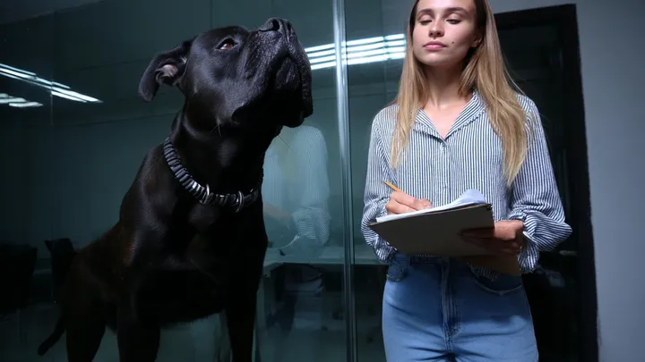 Um bilionário aposta um milhão de dólares para que ninguém consiga acalmar seu cachorro - uma jovem sem-teto (19) prova que ele está errado
