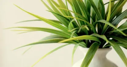 Geen groene vingers? Zo hou je je planten tóch in leven