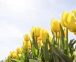 Tropisch weer op komst: deze week mogelijk 30 graden