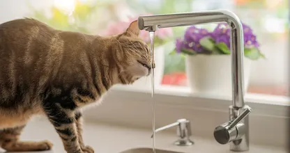 Om déze reden geeft je kat de voorkeur aan water uit de stromende kraan