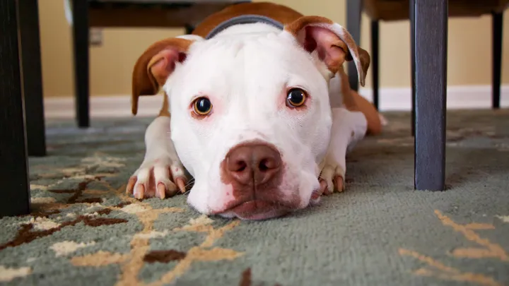 Fácil: así se limpian los vómitos de mascotas de la alfombra
