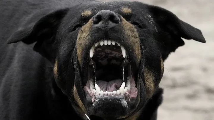 SCHOKKEND drama in Drenthe: peuter zwaargewond in ziekenhuis door agressieve honden!