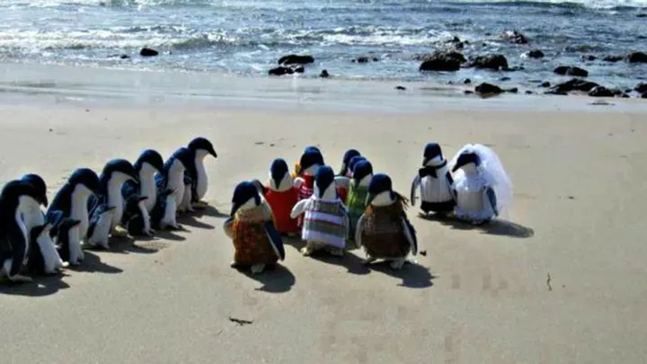 Alcune delle immagini più divertenti della spiaggia: Alcuni stanno andando troppo lontano!