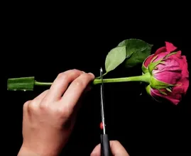 Para cultivar las rosas más hermosas, inserta un tallo de rosa en una hoja de aloe vera