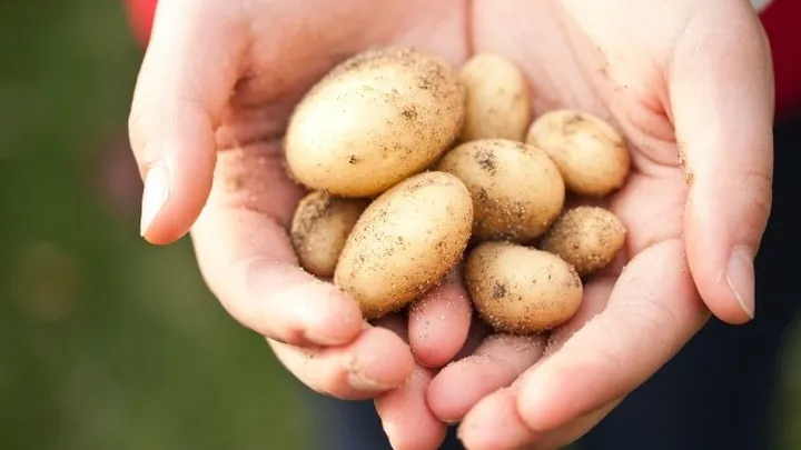 5 things you can clean with potatoes