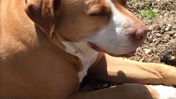 Esta pitbull se recusou a deixar o abrigo sem seu amigo chihuahua
