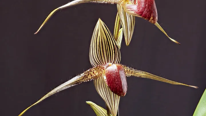 These Plants Found Around The Globe Are Amazing