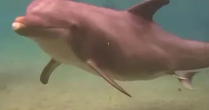 Deze dolfijn gedroeg zich vreemd in het water en toen ontdekten duikers waarom
