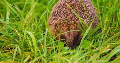 Veel slakken in de tuin? Lok egels en je hebt er geen last meer van