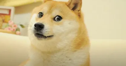 Wereldberoemde hond van internetmemes ernstig ziek