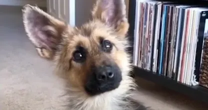 Volwassen hond ziet eruit als een puppy
