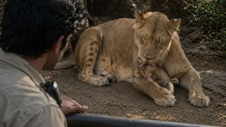 This Baby Monkey Fell Into a Lion Enclosure—What Happened Next Had Everyone Holding Their Breath