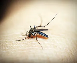 Yikes, mosquitos! With this trick they will probably stay away