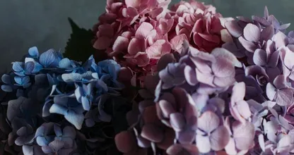 Dit is waarom iedereen een kamerhortensia in huis moet hebben