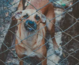 Heftig: arrestatie agressieve man leidt tot getaserde hond