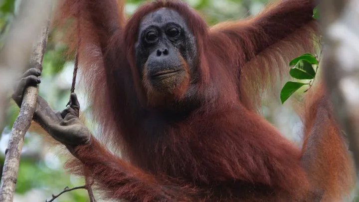 Orang-oetan behandelt wond met geneeskrachtige plant