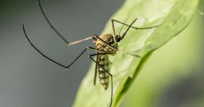 Oh no: mogelijk een muggenplaag op komst