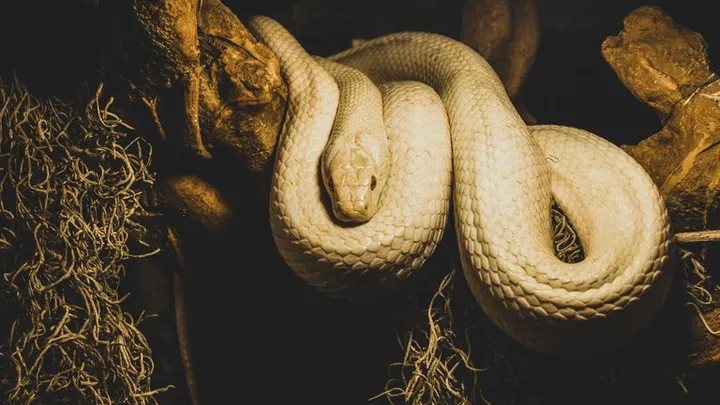 This Snake Was Spotted In The Wild - Vet Is Shocked When He Realizes Why It Is So Huge