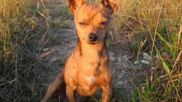 Esta pitbull se recusou a deixar o abrigo sem seu amigo chihuahua