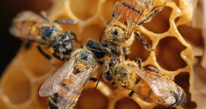 World's first vaccine for honey bees has been approved