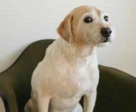 Niet voor de poes: Zara Home komt met speciale collectie voor honden