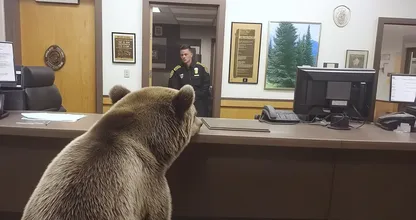Bear Invades Police Station – What It Leaves Behind Leaves Officers Stunned!