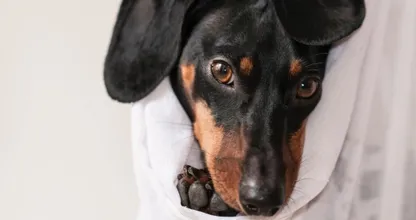 Hartverscheurend: dierenarts geeft dodelijk spuitje aan verkeerde hond