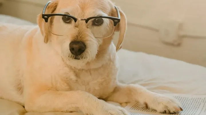 7 Words That Dogs Can Understand (And 4 That No Dog Can)