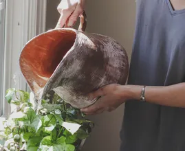 Find out: this is how you water plants - the right way