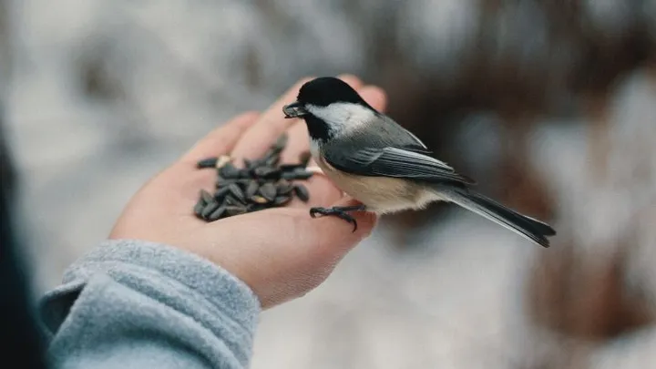 Vogeltjes voederen: wanneer kunnen we de vetbolkransen weer ophangen?