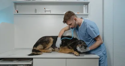 Om déze reden wordt de dierenarts steeds duurder