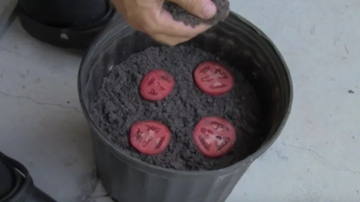 Hij stopt vier tomaten in plakken in de grond en kijk wat er gebeurt!