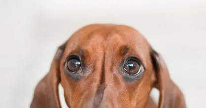 Aha! Hierom houdt je hond z'n kop scheef als je tegen hem praat