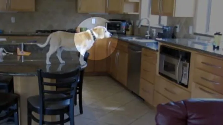 DEZE hond is alleen thuis en wat zijn baasjes dan op de verborgen camera zien.. Wij geloven onze ogen niet!