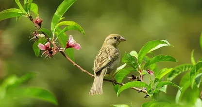 Aha: zo voorkom je dat er vogels tegen je raam aan vliegen