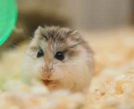 Klein hamstertje bij vuilnis gezet
