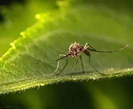 Durf te vragen: waarom prikken muggen alleen in de warme maanden?