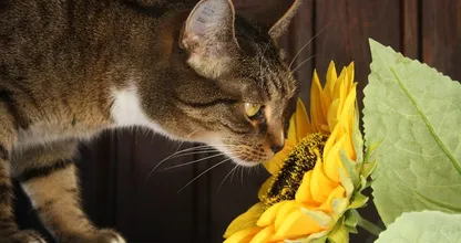 Achtung! Diese Pflanzen sind für deine Katze giftig!