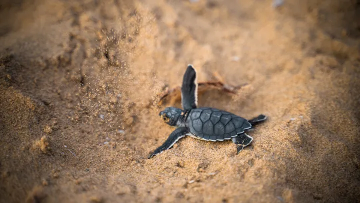 Dying baby turtle saved by family in Ireland