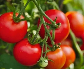 Tutti commettiamo questo errore quando prepariamo i pomodori