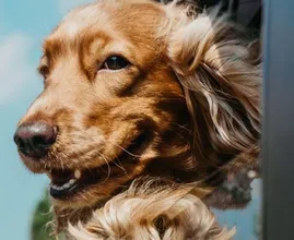 Zien: deze bezorger gaat met élke hond die hij tegenkomt op de foto