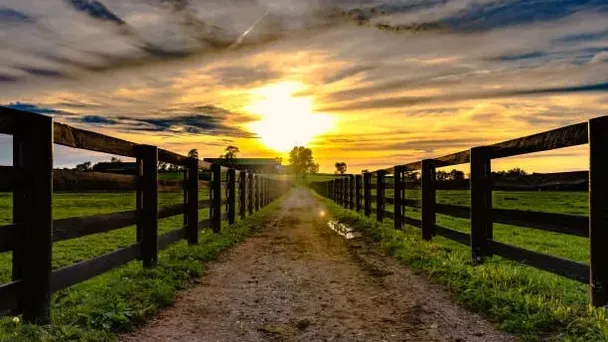 L'agricoltore ritrova la mucca scomparsa dopo 8 mesi: quando si avvicina, diventa pallida
