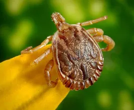 Getting rid of ticks is easy! For example, you could try mowing your grass
