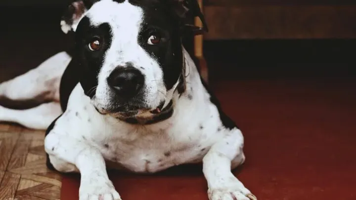 15 raças de cães que não podem ser mantidas como animais de estimação