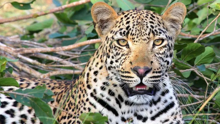 人間に復讐した動物たちの驚愕エピソード8選