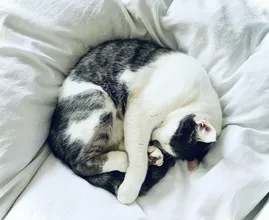 Lekker retro! Bouw je oude televisie om tot een slaapplek voor je kat
