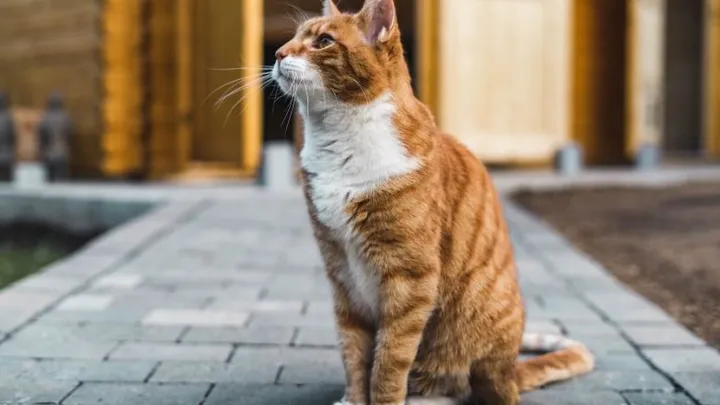 Oh nee! 's Werelds oudste kat had zijn negen levens opgebruikt