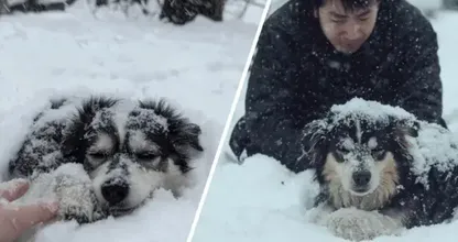 凍死寸前の犬を見つけた男性、しかしその腹の下に隠れていたものは信じられないものだった！